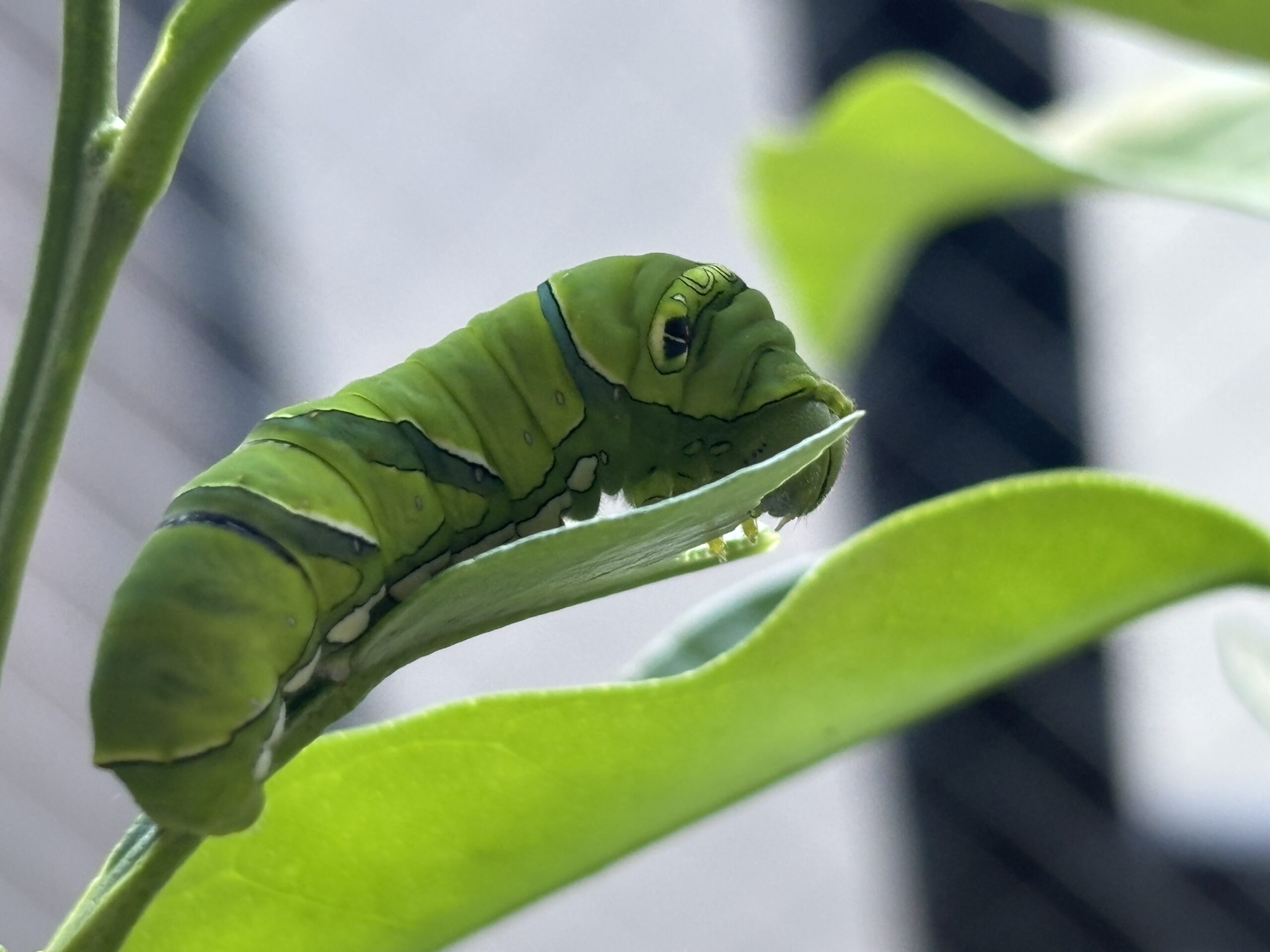 ナミアゲハの幼虫