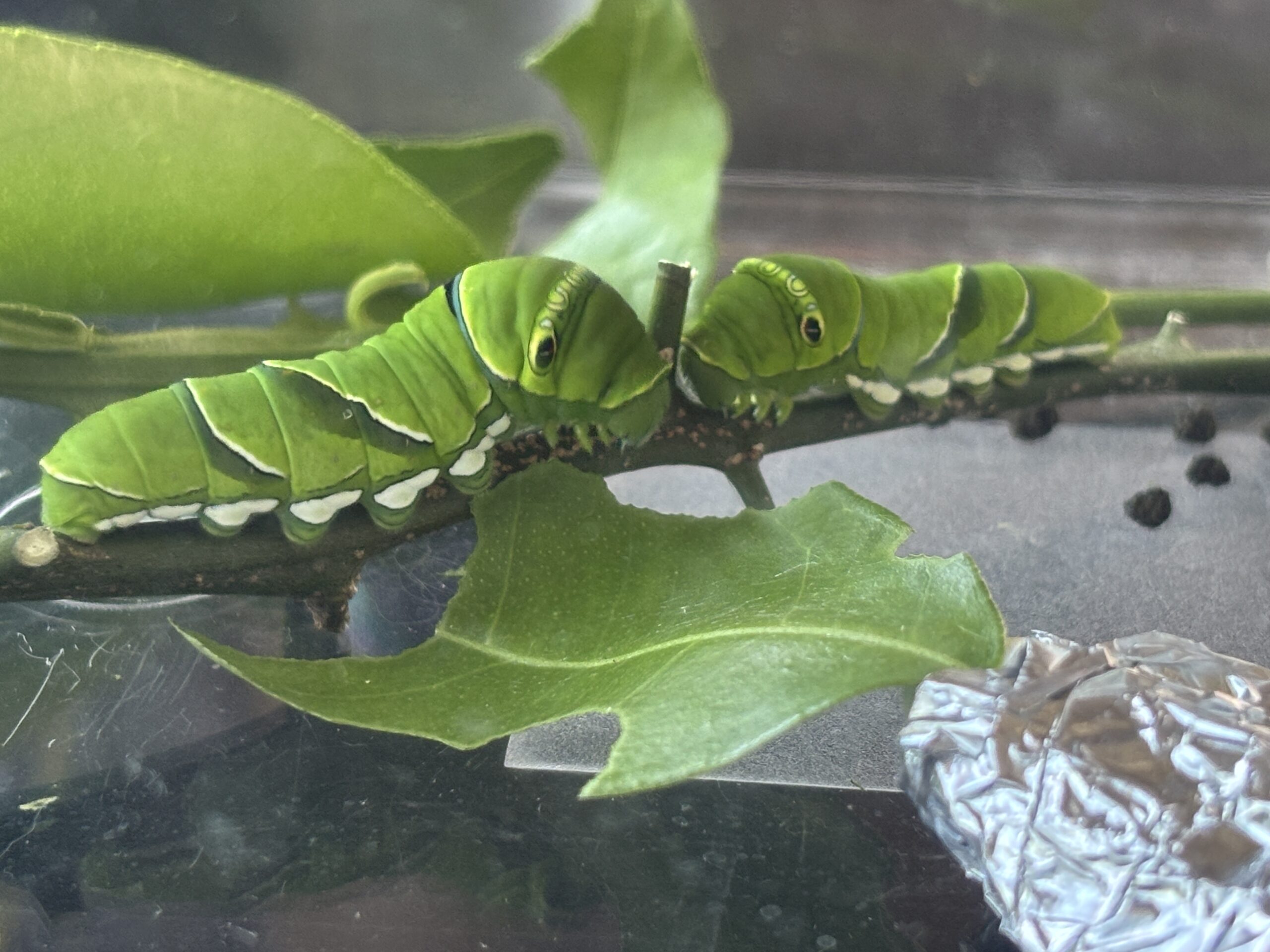ナミアゲハの幼虫