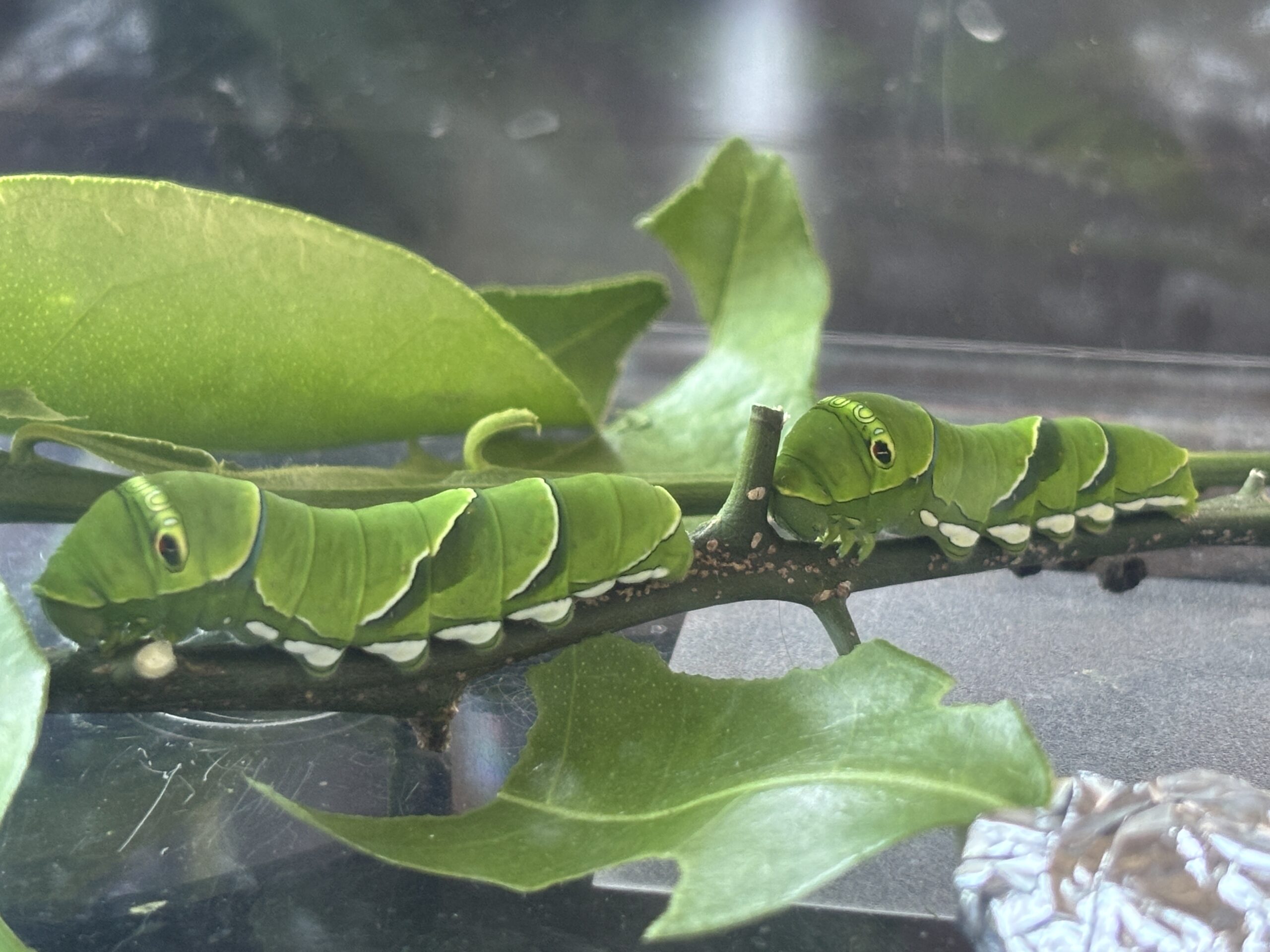 ナミアゲハの幼虫