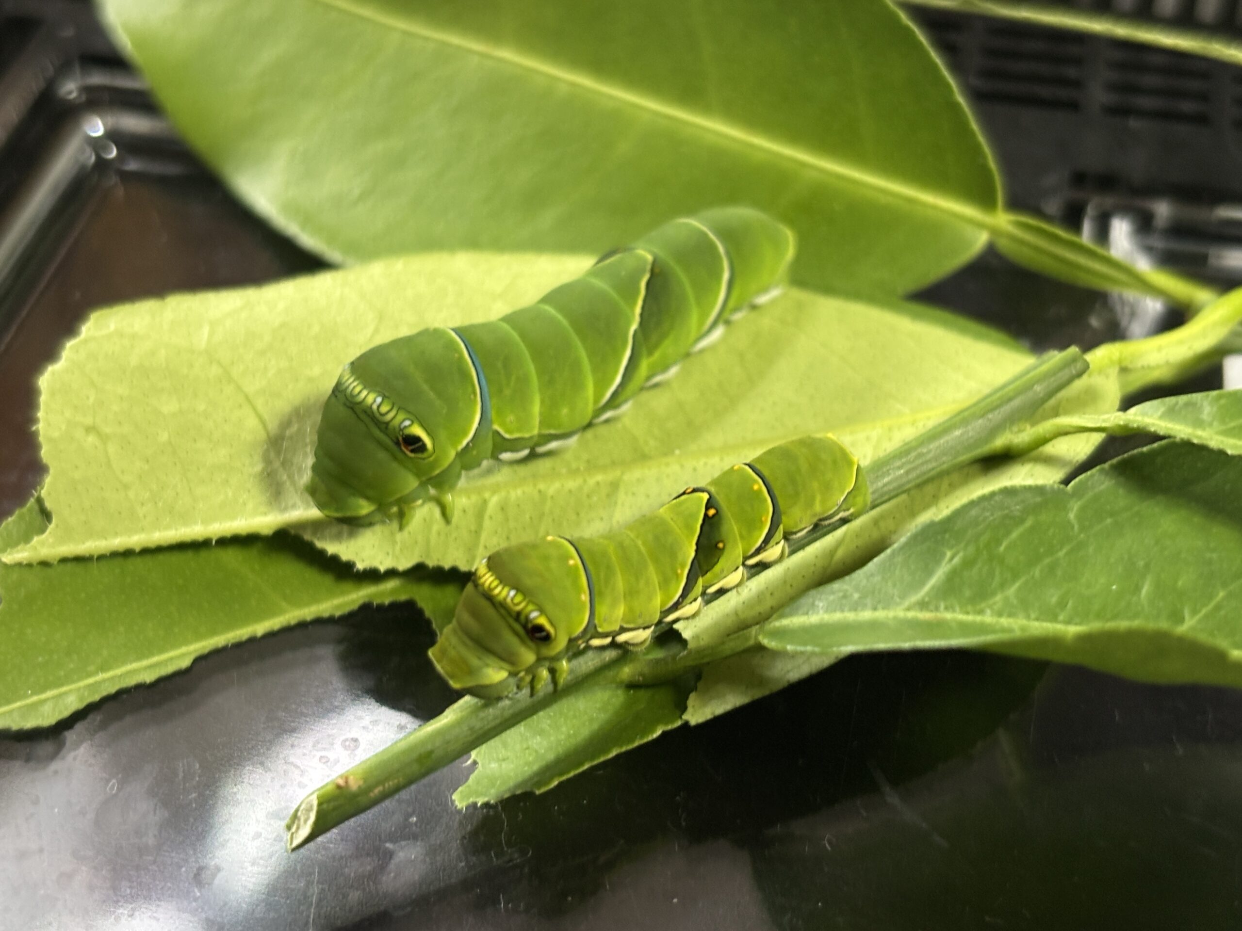 ナミアゲハの幼虫