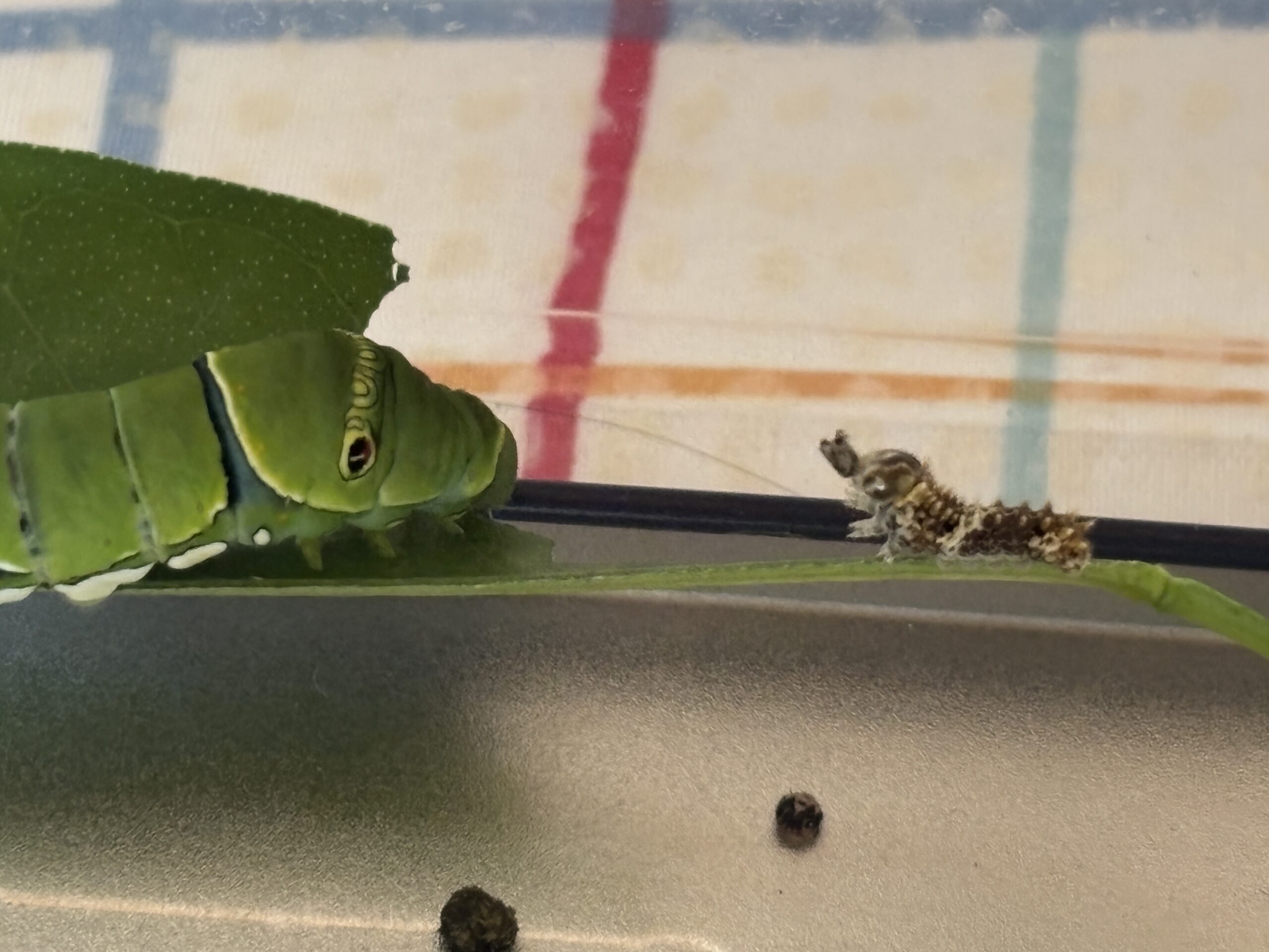 ナミアゲハの幼虫