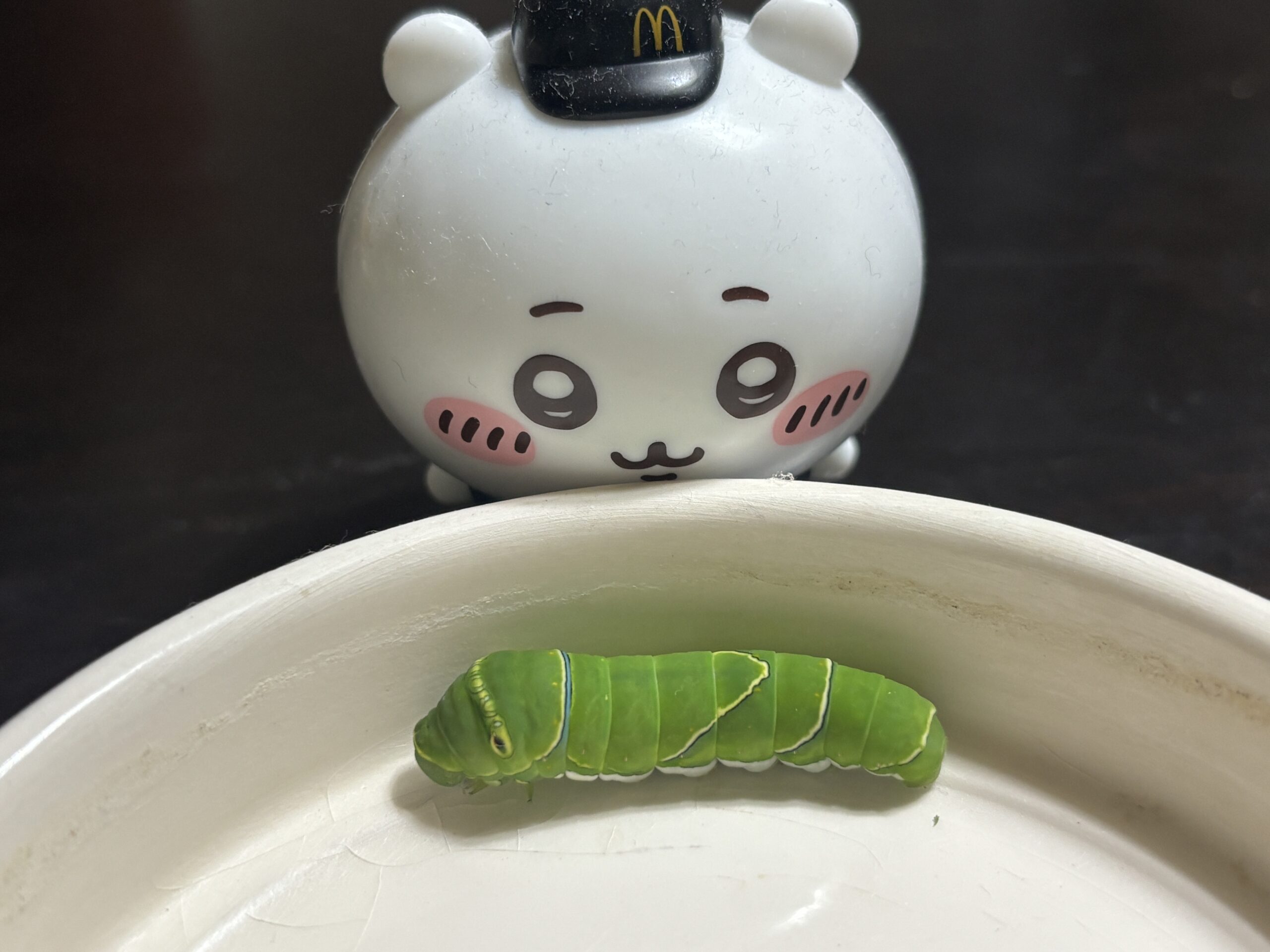 ナミアゲハの幼虫2