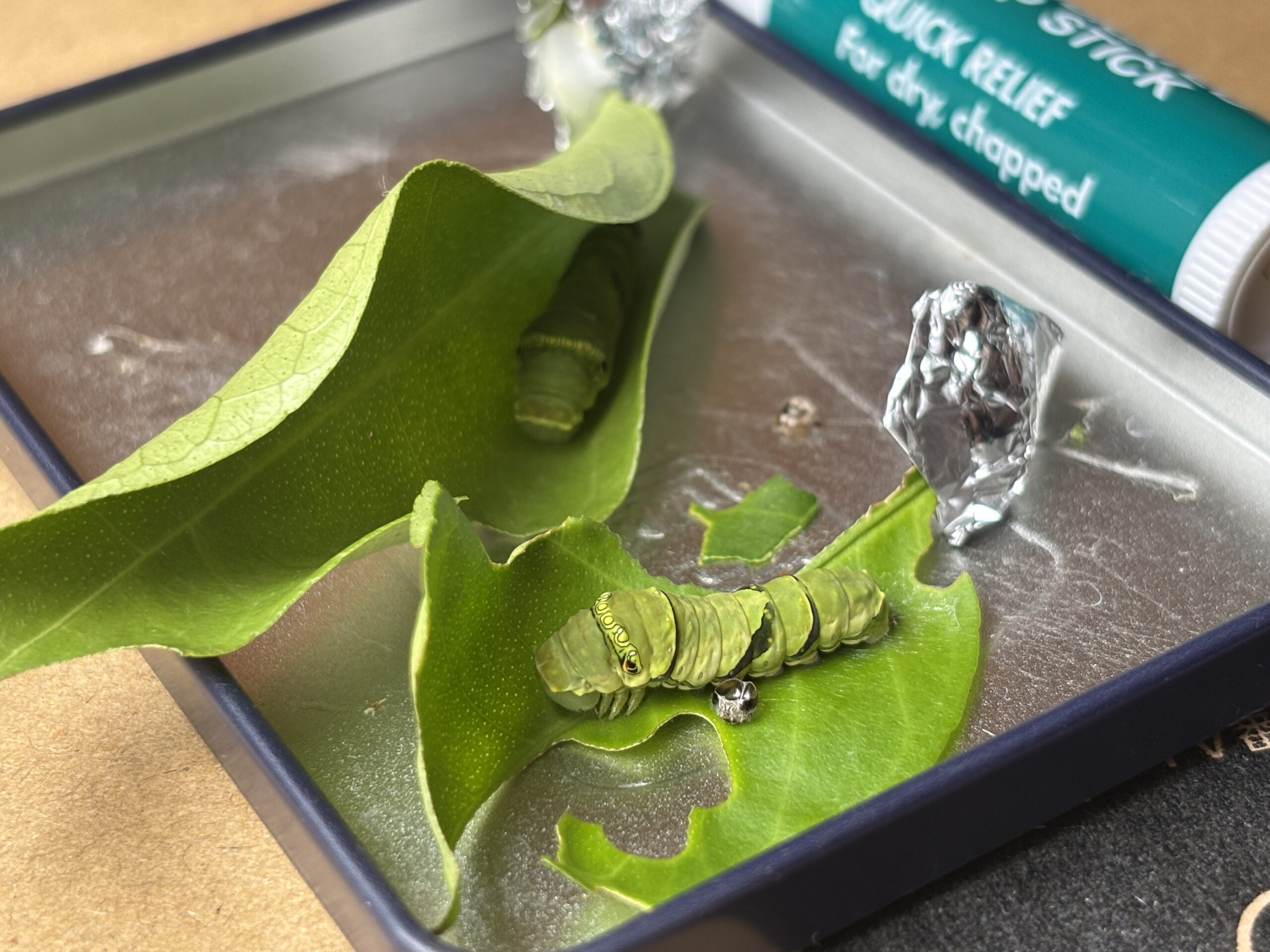ナミアゲハの幼虫