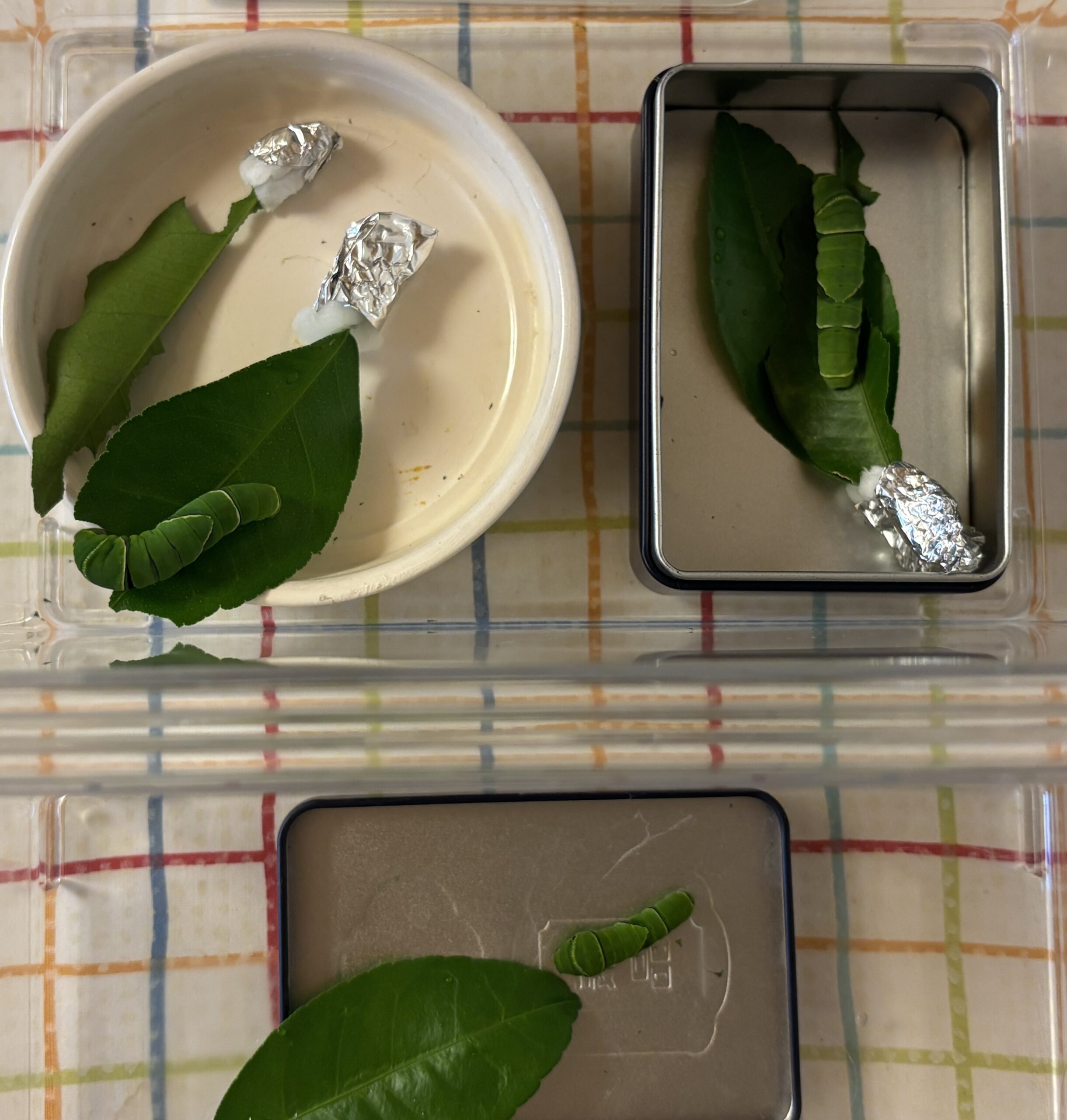 ナミアゲハの幼虫