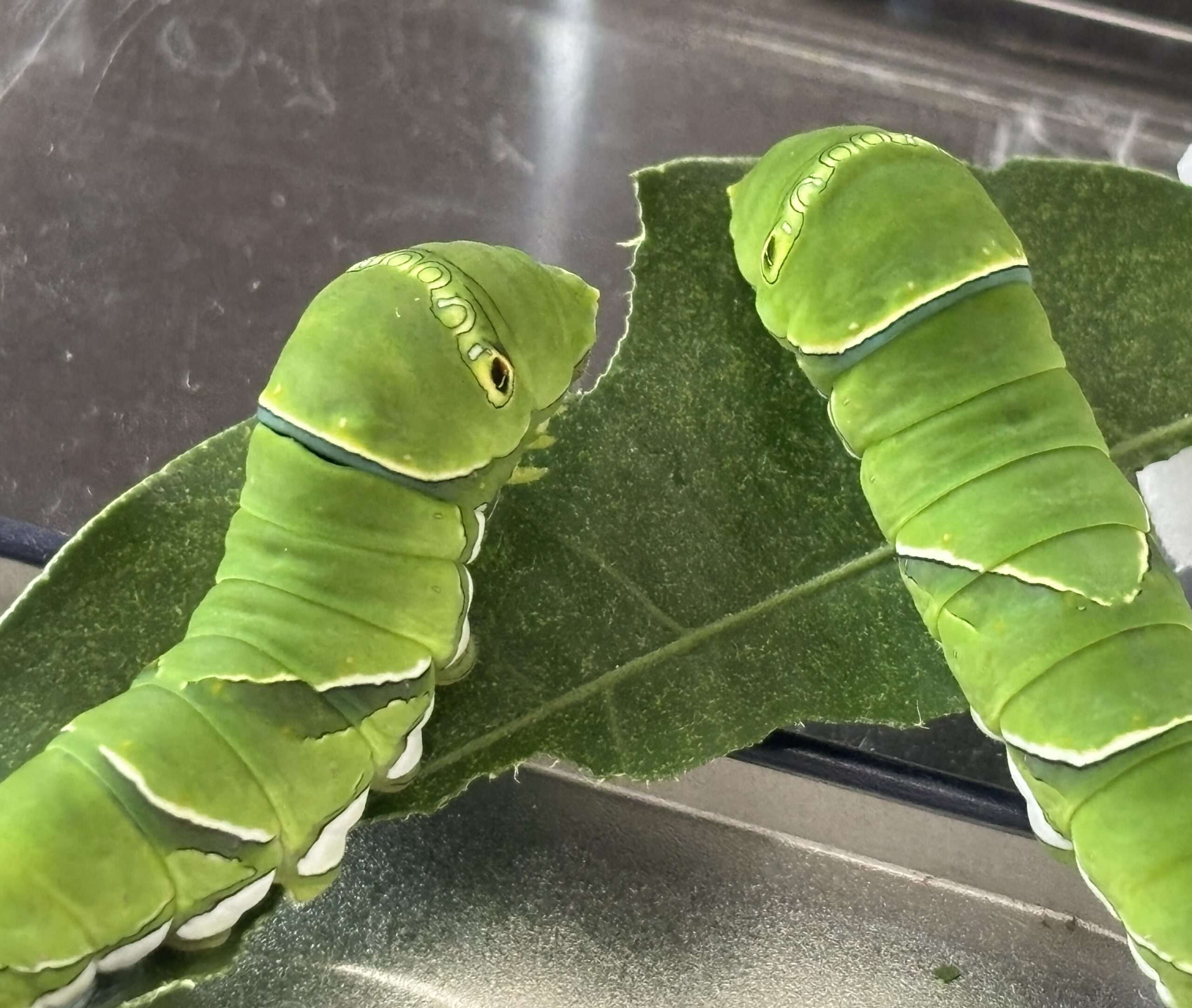 ナミアゲハの幼虫