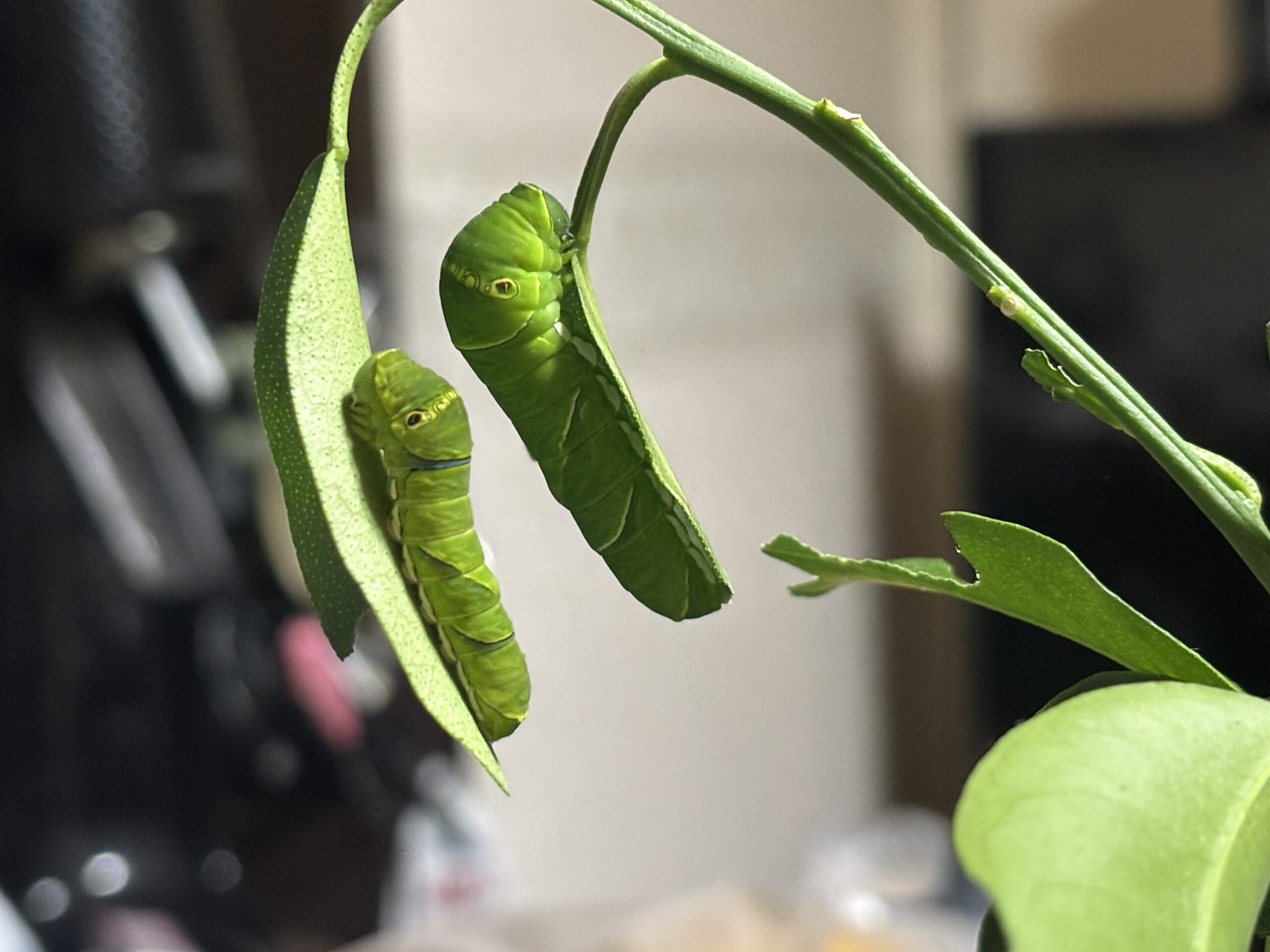 ナミアゲハの幼虫1